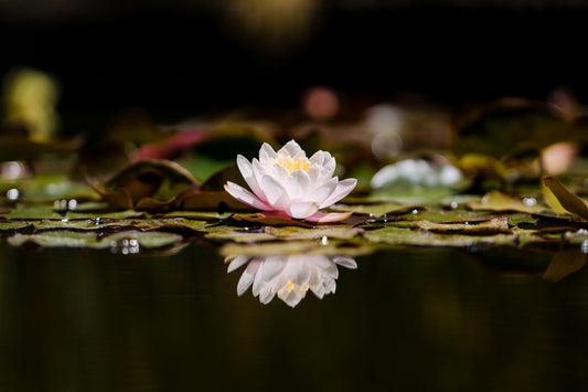 What is Holistic Medicine?